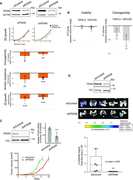 PDIA6 promotes melanoma metastasis. (A) Outcomes of PDIA6 depletion from metastatic SK-Mel-147 cells using either siPools or shRNAs. Typical depletion efficiency at the start of cellular assays is indicated at the top. siRNA data for PDIA6 was reproduced from Supplementary Figure S3. Significance was assessed by the Kolmogorov–Smirnov test (2D-growth) or Student's t-test (clonogenicity, anoikis resistance and 3D-growth). Data were normalized to depletion controls. (B) Outcomes of PDIA6 depletion in viability (left) and clonogenicity (right) of UACC-62 and 1205-LU cells. PDIA6 was depleted with shRNAs and the values normalized to shControl. Significance was assessed by Student's t-test (n = 3–4). (C) Effect of PDIA6 depletion on primary tumor growth. PDIA6 was depleted using a doxycycline-inducible shRNA and its levels were assessed at the beginning (western blot, left) and end (RT-qPCR, right) of the experiment. One million cells were injected per mouse flank (n = 10) and tumor volume was monitored until animals had to be sacrificed (bottom). (D) Effect of PDIA6 depletion on metastasis. Mice were injected in the tail vein with 1.5 million metastatic SK-Mel-147 cells labeled with luciferase, either expressing inducible shPDIA6 or shControl, and luciferase signal followed using an IVIS Spectrum. Quantification of the signal is shown at the bottom. The box limits indicate the 25th and 75th quartiles and the upper whisker extends from the minimum to the maximum values. The level of depletion attained before injection is shown at the top. Wilcoxon t-test was used to assess significance (n = 5).