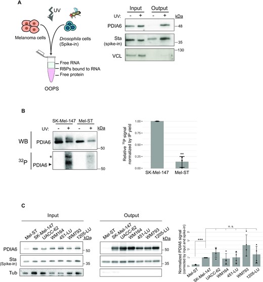 PDIA6 is an RNA binding protein. (A) Assessment of RNA-binding by OOPS. Left, schematic representation of the OOPS principle, including the Drosophila spike-in control. Right, western blot showing that PDIA6 is recovered in the OOPS eluate (output) upon UV-crosslinking. Crosslinked Drosophila extracts were added to all samples to estimate sample recovery, as monitored by Western blot against Stubarista (Sta). Vinculin (VCL) was used as negative control. (B) Assessment of RNA-binding by PNK assay. PDIA6 was immunoprecipitated from 2 mg of extract from SK-Mel-147 or Mel-ST cells, and the associated RNA digested and labelled with 32P. The same membrane was first exposed to capture the 32P-RNA signal and then incubated with anti-PDIA6 antibodies for western blot (WB). The asterisk denotes a non-specific band. Quantification of 3 independent experiments is shown on the right. (C) PDIA6 binds RNA in a panel of melanoma cell lines. RNA-binding was assessed by OOPS as in (A). Only crosslinked samples are shown. Quantification of the output signal corrected for input and spike in, and normalized to SK-Mel-147 is shown on the right. Significance was assessed by Student's t-test (n = 3–4).
