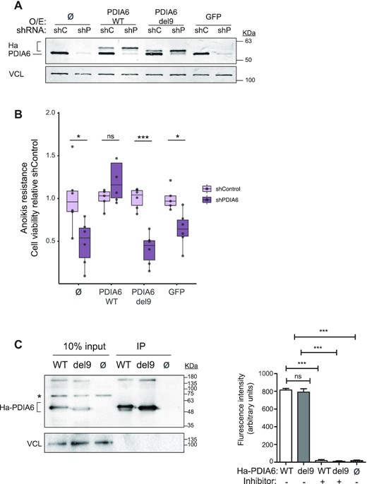 RNA-binding by PDIA6 mediates its tumorigenic properties. (A) PDIA6 expression. SK-Mel-147 cells expressing shControl (shC) or shPDIA6 (shP) were infected with sh-resistant WT or del9 HA-tagged PDIA6 constructs. Non-infected (Ø) and GFP-infected cells were carried as controls. Endogenous and exogenous (Ha) PDIA6 are indicated. (B) Cells in (A) were tested in anoikis resistance assays. Quantification is shown normalized to shControl. Significance was assessed by Student's t-test (n = 6). (C) Deletion of the C-terminal RNA-binding domain of PDIA6 does not affect its enzymatic activity. HA-PDIA6 was immunoprecipitated from shP/WT and shP/del9 cells, and the thioredoxin activity in the pellet measured. Non-infected cells (shC/ Ø) were used as control. Left, Western blot showing the efficiency of immunoprecipitation. The asterisk denotes a non-specific band. Right, PDI thioredoxin activity assay. The PDI inhibitor bacitracin was used in some reactions as control. Bars represent the average of at least two independent biological replicates with 1–3 technical replicates. Significance was assessed by Student's t-test.