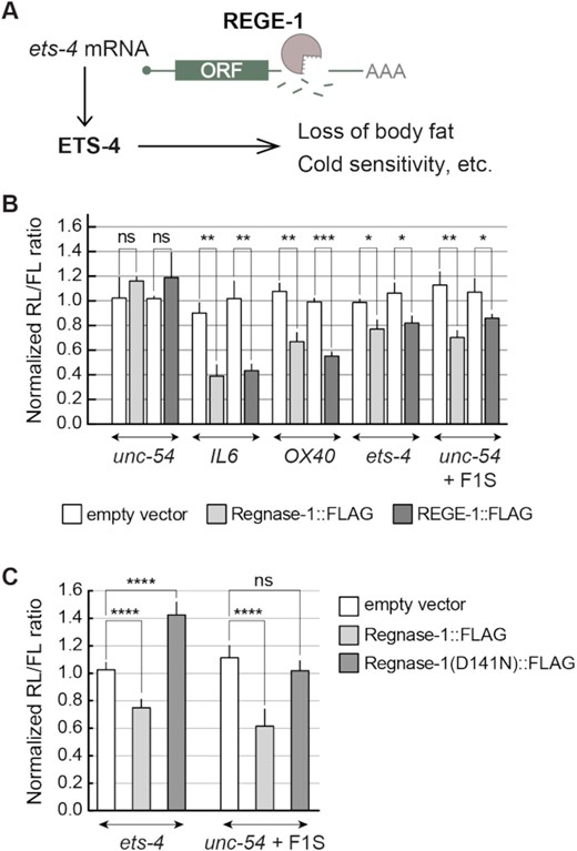 REGE-1 and Regnase-1 are functional homologs. (A) A model for REGE-1-mediated control of fat metabolism and cold resistance. By degrading the ets-4 mRNA, REGE-1 lowers the levels of transcription factor ETS-4. This leads to altered expression of ETS-4 target genes, affecting the accumulation of body fat and cold resistance (15). (B) In cells, REGE-1 and Regnase-1 are interchangeable and sufficient for mRNA silencing. HEK cells were transfected with reporters expressed under the control of various 3′-UTRs: from Regnase-1 targets (OX40 and IL6), REGE-1 targets (ets-4 and unc-54 + F1S) and an unregulated C. elegans mRNA (unc-54). Additionally, cells were co-transfected with constructs expressing empty vector (white bars), mouse Regnase-1 (light gray bars) or nematode REGE-1 (dark gray bars). Expression of the Renilla luciferase was controlled by the indicated 3′-UTRs and normalized to firefly luciferase expression. Two-tailed P-values were calculated with an unpaired Student t-test, using empty vector results as the reference. Bars represent the mean value from three independent biological replicates (n = 3). Error bars represent the SEM; *P ≤ 0.05, **P ≤ 0.01, ***P ≤ 0.001, ‘ns’ = not significant. (C) The RNase activity of Regnase-1 is crucial for the silencing of REGE-1 targets in HEK cells. The same as in (B), except that HEK cells were co-transfected with reporters controlled by 3′-UTRs of REGE-1 targets (ets-4 and F1S in unc-54), and additionally by constructs expressing the empty vector (white bars), mouse Regnase-1 (light gray bars) or its RNase-dead variant (Regnase-1 D141N; dark gray bars). Two-tailed P-values were calculated with an unpaired Student t-test using empty vector results as the reference. Bars represent the mean value from five independent biological replicates (n = 5). Error bars represent the SEM; ****P ≤ 0.0001, ‘ns’ = not significant.
