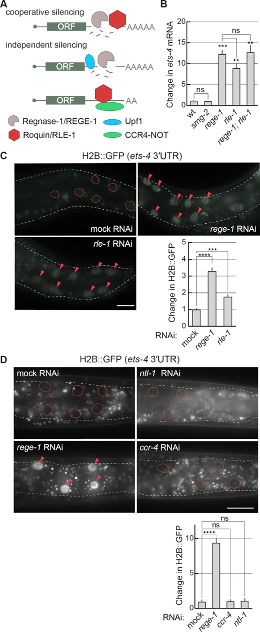 REGE-1 cooperates with RLE-1 in ets-4 mRNA silencing. (A) Two models of mRNA silencing mediated by Regnase-1/REGE-1 and Roquin-1/RLE-1. Based on (4–6). The crucial difference between the two models is in either the cooperative or independent function of two proteins. According to the cooperative model, the RNase activity of Regnase-1 is recruited to specific mRNAs via the interaction with the mRNA-binding Roquin-1. According to the independent model, Regnase-1 and Roquin-1 silence mRNAs independently of each other and they do so by different mechanisms: Regnase-1 regulates translationally active transcripts with the help of Upf1, while Roquin-1 controls translationally inactive mRNAs by recruiting the CCR4–NOT deadenylase complex. (B) RLE-1 and REGE-1 are both important for the silencing of ets-4 mRNA, while SMG-2/Upf1 is not. The levels of ets-4 mRNA were measured, by RT–qPCR, in animals of the indicated genotypes. Strains used: wild type (wt), smg-2(rrr60), rege-1(rrr13), rle-1(rrr44) and rege-1(rrr13); rle-1(rrr44) double mutants. The mRNA levels were normalized to the levels of tbb-2 (tubulin) mRNA. Two-tailed P-values were calculated using an unpaired Student t-test. Bars represent the mean value from three independent biological replicates (n = 3). Error bars represent the SEM; **P ≤ 0.01, ***P ≤ 0.001, ‘ns’ = not significant. (C) RLE-1, like REGE-1, silences ets-4 mRNA via its 3′-UTR. Upper left: partial view of live animals, with outlined intestines, expressing the H2B::GFP reporter from a ubiquitous promoter (dpy-30), under the control of the ets-4 3′-UTR. The animals were subjected to either mock, rege-1 or rle-1 RNAi, as indicated. Ovals mark the positions of gut nuclei not expressing the reporter GFP in control animals. Arrowheads indicate the gut nuclei in which the reporter expression is increased. Scale bar: 20 μm. Lower right: the corresponding quantification of changes in the reporter GFP intensity. Between 5 and 10 nuclei per animal, in at least five animals per condition, were analyzed, to quantify GFP intensities from 30 nuclei in total (n = 30). Two-tailed P-values were calculated using an unpaired Student t-test. Bars represent the mean value from GFP intensity. Error bars represent the SEM. ***P ≤ 0.001, ****P ≤ 0.0001. (D) Depletion of the C. elegans CCR4–NOT deadenylase has no impact on ets-4 silencing. Top: partial view of live animals, expressing the H2B::GFP reporter from a ubiquitous promoter (dpy-30), under the control of the ets-4 3′-UTR. Animals were subjected to either mock, rege-1 (positive control), ccr-4 or ntl-1 (components of the CCR4–NOT complex) RNAi, as indicated. Ovals mark the positions of gut nuclei not expressing the reporter GFP; arrowheads indicate the gut nuclei in which the reporter expression is increased. Scale bar: 50 μm. Bottom: the corresponding quantification of changes in the reporter GFP intensity. Between 5 and 10 nuclei per animal, in at least five animals per condition, were analyzed, to quantify GFP intensities from 30 nuclei in total (n = 30). Two-tailed P-values were calculated using an unpaired Student t-test. Bars represent the mean value from GFP intensity. Error bars represent the SEM. ****P ≤ 0.0001; ‘ns’ = not significant.