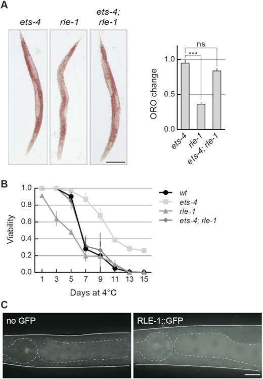RLE-1 has similar biological roles to REGE-1. (A) RLE-1 prevents ETS-4-dependent loss of body fat. Left: representative pictures of animals of the indicated genotypes with body fat stained with the lipophilic dye Oil Red O (ORO). Scale bar: 100 μm. Right: the corresponding quantification of body fat. The experiment was performed in three biological replicates (n = 3); 10–15 animals were scored per replicate. Two-tailed P-values were calculated using an unpaired Student t-test. Bars represent the mean value from all biological replicates. Error bars represent the SEM. ‘ns’ = not significant, ***P ≤ 0.001. (B) RLE-1 is important for wild-type cold survival. Animals of the indicated genotypes were exposed to cold for the indicated time, and examined for viability one day after rewarming at 20ºC. Tested were: wt (black circles), ets-4(rrr16) (light gray squares), rle-1(rrr44) (gray triangles) and ets-4(rrr16); rle-1(rrr44) double mutants (dark gray rhombi). The experiment was performed in three biological replicates (n = 3); ∼100 animals were scored per time point. Bars represent the mean value from all replicates. Error bars represent the SEM. (C) RLE-1 is a ubiquitous protein enriched in the intestine. Partial view of representative live animals, which either did not (left) or did (right) express the endogenously tagged RLE-1::GFP protein. To reduce gut-specific autofluorescence, the animals carried the glo-1(zu391) mutation (34). As a control (no GFP) glo-1 animals were used. The pharynx and intestines are outlined. Scale bar: 20 μm.