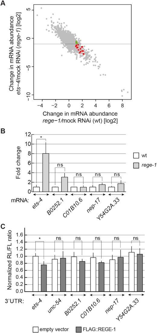 ets-4 mRNA is the major REGE-1 target. (A) Plot comparing changes in gene expression upon rege-1 RNAi on otherwise wild-type animals (x-axis) versus ets-4 RNAi on rege-1(rrr13) mutant animals (y-axis); based on published expression data (15). Colored are mRNAs potentially degraded by REGE-1, based on published EISA (15). Note that all these mRNAs change in abundance in rege-1(rrr13) mutants upon the depletion of ets-4, suggesting that their expression depends on ETS-4. In green are four transcripts analyzed below, whose abundance changed < 2-fold. (B) The levels of additional candidate mRNAs are not regulated by REGE-1. The levels of ets-4 (positive control), B0252.1, C01B10.6, nep-17 and Y54G2A.33 mRNAs were measured, by RT–qPCR, in animals of the indicated genotypes. Strains used: wt and rege-1(rrr13). The levels were normalized to tbb-2 (tubulin) mRNA. Bars represent the mean from four biological replicates (n = 4), error bars represent the SEM. Two-tailed P-values were calculated using unpaired Student t-test compared with the wt. ‘n.d.’ = not detected, ‘ns’ = not significant, *P ≤ 0.05. (C) The 3′-UTRs of selected candidates do not direct REGE-1-mediated silencing in HEK cells. HEK cells were transfected with reporters expressed under the control of various 3′-UTRs: from ets-4 (positive control), B0252.1, C01B10.6, nep-17 and Y54G2A.33 mRNAs. Additionally, cells were co-transfected with constructs expressing empty vector (white bars) or REGE-1 (gray bars). Expression of the Renilla luciferase was controlled by the indicated 3′-UTRs and normalized to firefly luciferase expression. Two-tailed P-values were calculated with an unpaired Student t-test, using empty vector results as the reference. Bars represent the mean value from four independent biological replicates (n = 4). Error bars represent the SEM; ‘ns’ = not significant, *P ≤ 0.05.