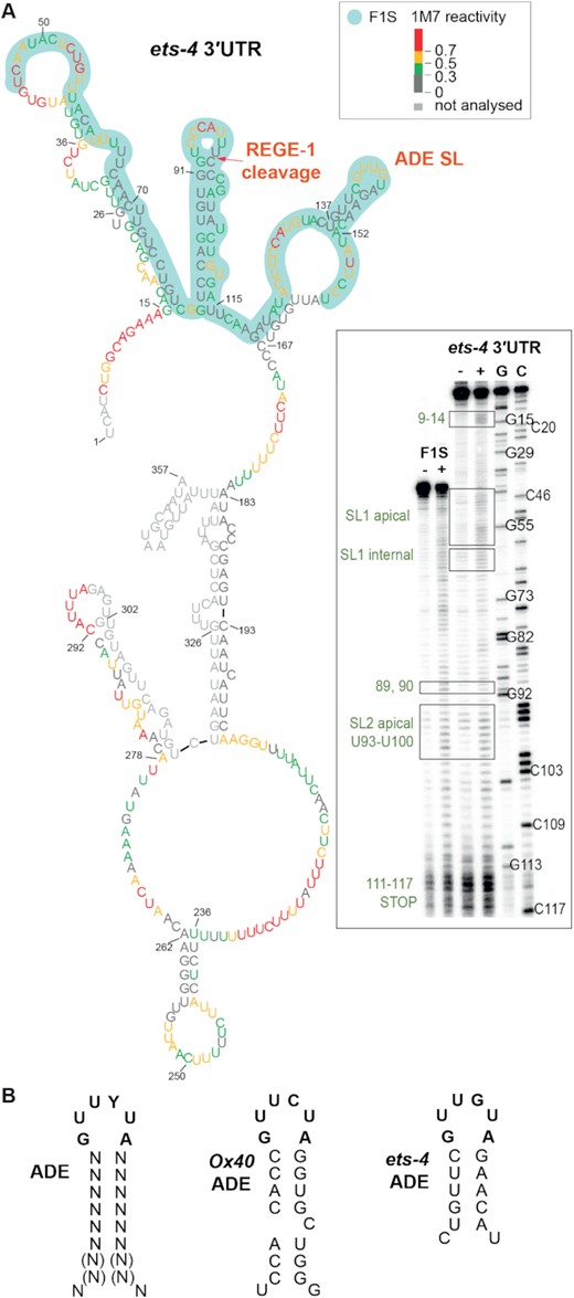 The F1S fragment of the ets-4 3′-UTR contains the ADE-type SL, potentially mediating the regulation by RLE-1. (A) The F1S fragment of the ets-4 3′-UTR contains an ADE SL. Shown is the ets-4 3′-UTR structure obtained by SHAPE in vitro probing. The RNA reactivity patterns (labeled as 1M7 reactivity) were obtained for the isolated F1S sequence, or in the context of the whole ets‐4 3′-UTR. The F1S encompasses a 115 nt fragment, between residues U45 and U159 (highlighted in light green). The red arrow indicates the REGE-1 cleavage site, based on (15). The consensus motif in the ADE SL is indicated as ADE SL. Gel electrophoresis fractionation of products resulting from SHAPE structure probing is shown on the bottom right. Both RNAs (F1S and ets-4) were run concurrently to allow direct comparison. Lane (−) represents the control sample with untreated RNA; lane (+) 1M7 modification, C and G are sequencing lanes. (B) The ADE SL from the ets-4 3′-UTR is nearly identical to the motif recognized by Roquin-1. Left: mammalian consensus for ADE SL recognized by mammalian Roquin-1, based on (12). Middle: ADE-type SL from mammalian mRNA OX40. Right: ADE-like SL from ets-4 mRNA.