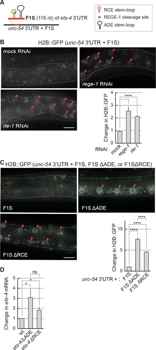 The F1S fragment is sufficient for REGE-1- and RLE-1-mediated mRNA regulation. (A) Schematic representation of a hybrid 3′-UTR, controlling the expression of the GFP reporter. The F1S fragment from the ets-4 3′-UTR, which mediates REGE-1-induced degradation, was ‘transplanted’ into an otherwise unregulated 3′-UTR, resulting in a ‘hybrid’ 3′-UTR (unc-54 3′UTR + F1S). The F1S was inserted between base pairs 164 and 165 of the unc-54 3′-UTR; the F1S contains the REGE-1 cleavage site within the RCE SL, next to the ADE SL. (B) The silencing mediated by the F1S fragment requires both REGE-1 and RLE-1. Upper left: partial view of live, wild-type animals, with outlined intestines, expressing the H2B::GFP reporter under the control of a modified unc-54 3′-UTR (containing the F1S fragment of ets-4, indicated as the unc-54 3′UTR + F1S). The animals were subjected to either mock, rege-1 or rle-1 RNAi, as indicated. Ovals mark positions of gut nuclei in which, in the wild type, the reporter is silenced. Arrowheads indicate the gut nuclei expressing the reporter GFP. Scale bar: 20 μm. Bottom right: the corresponding quantification of changes in the GFP intensity. Between 5 and 10 nuclei per animal, in at least five animals per condition, were analyzed to obtain GFP intensities from 35 nuclei in total (n = 35). Two-tailed P-values were calculated using an unpaired Student t-test. Bars represent the mean value from GFP intensity. Error bars represent the SEM. ****P ≤ 0.0001. (C) The deletions of either ADE or RCE result in the loss of reporter silencing. Upper left: partial view of live, wild-type animals, with outlined intestines, expressing the H2B::GFP reporter under the control of the modified unc-54 3′-UTR, containing the F1S fragment of the ets-4 3′-UTR or its versions with deleted ADE (ΔADE) or RCE (ΔRCE) SLs. Ovals demarcate the gut nuclei in which, in the wild type, the reporter expression is silenced. Arrowheads indicate the gut nuclei expressing the reporter GFP. Scale bar: 20 μm. Lower right: the corresponding quantification of changes in the GFP intensity. Between 5 and 10 nuclei per animal, in at least five animals per condition, were analyzed to quantify 35 nuclei in total (n = 35). Error bars represent the SEM. An unpaired two-tailed t-test was used to calculate the P-value. The unc-543′-UTR + F1S (F1S for short) was used as a reference. ****P ≤ 0.0001. (D) ADE and RCE SLs are important for the silencing of ets-4 mRNA in vivo. The level of ets-4 mRNA was measured, by RT–qPCR, in animals of the indicated genotypes. Strains used: wt, ets-4(rrr63)—expressing ets-4 with the ADE SL deleted, and ets-4(rrr64)—expressing ets-4 with the RCE SL deleted. The mRNA levels were normalized to the levels of tbb-2 (tubulin) mRNA. Two-tailed P-values were calculated using an unpaired Student t-test. Bars represent the mean value from six independent biological replicates (n = 6). Error bars represent the SEM; *P ≤ 0.05, ‘ns’ = not significant.
