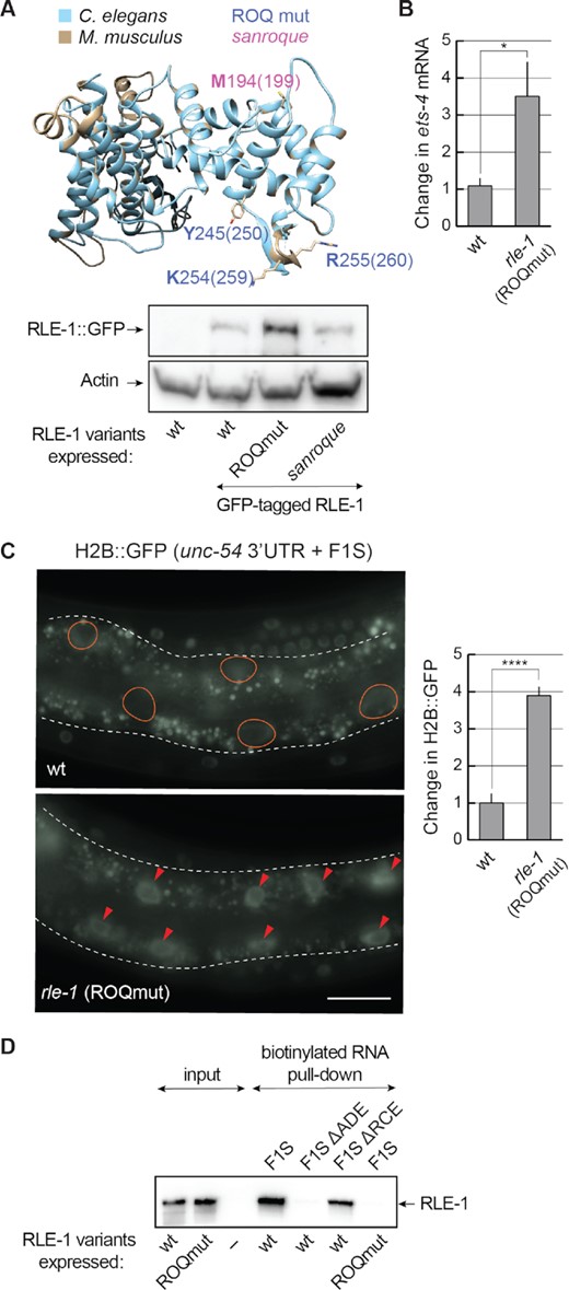 The ROQ domain of RLE-1 is essential for ets-4 silencing. (A) The ROQ domain is conserved between RLE-1 and Roquin-1. Top: a homology model of the C. elegans RLE-1 ROQ domain. The RLE-1 ROQ domain tertiary structure was predicted based on conservation with the ROQ domain of mouse Roquin-1 (31), using Phyre2 software. The RLE-1 ROQ domain is in light blue and the Roquin-1 ROQ domain is in gray. Amino acids mutated in the ROQmut (Y245, K254 and R255) (marked in blue) and sanroque mutant (M194) (marked in magenta) are indicated. Bottom: western blot of lysates from wild-type (wt) or mutant animals; rle-1(rrr58)—expressing GFP-tagged RLE-1, rle-1(rrr59)—expressing GFP-tagged RLE-1 ROQmut and rle-1(rrr62)—expressing GFP-tagged RLE-1 sanroque mutant, detected with the GFP antibody. The experiment was performed twice (n = 2). (B) Mutations in the ROQ domain (Y245A, K254A and R255A) result in elevated levels of ets-4 mRNA. The levels of endogenous ets-4 mRNA were measured, by RT–qPCR, in animals of the indicated genotypes. Strains used: wt, rle-1(rrr61)—expressing the RLE-1 ROQmut. Bars represent the mean from five biological replicates (n = 5), error bars represent the SEM. Two-tailed P-values were calculated using unpaired Student t-test, the wt was used as a reference. *P ≤ 0.05. (C) Mutations in the RLE-1 ROQ domain impair the F1S reporter silencing. Left: partial view of live animals, either wt or expressing RLE-1 with substitutions in the ROQ domain (ROQmut: Y245A, K254A and R255A) (as in B), and expressing the H2B::GFP reporter under the control of a modified unc-54 3′-UTR (unc-54+ F1S). The intestines are outlined, ovals demarcate the gut nuclei in which, in the wt, the reporter expression is silenced, arrowheads indicate the gut nuclei expressing the reporter GFP. Scale bar: 20 μm. Right: the corresponding quantification of changes in the GFP intensity. Between 5 and 10 nuclei per animal, in at least five animals per condition, were analyzed, to quantify GFP intensities from 35 nuclei in total (n = 35). Two-tailed P-values were calculated using an unpaired Student t-test, the wt was used as a reference. Bars represent the mean value from GFP intensity. Error bars represent the SEM. ****P ≤ 0.0001. (D) The ADE SL mediates the RNA binding of RLE-1. In vitro synthesized, biotinylated RNAs (F1S, F1S ΔADE or F1S ΔRCE) were purified from cell lysates following the incubation with in vitro translated wt RLE-1, or the RLE-1 mutant (ROQmut) carrying amino acid substitutions (Y245A, K254A and R255A) in the ROQ domain. Proteins associated with the biotinylated RNAs were examined by a western blot. The experiment was performed three times (n = 3).