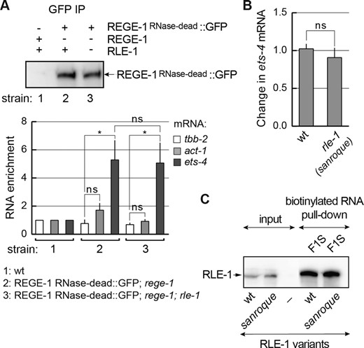 REGE-1 association with ets-4 is independent of RLE-1. (A) REGE-1 associates with the ets-4 mRNA independently of RLE-1. Animals of the indicated genotypes were lysed and the extracts were subjected to immunoprecipitation (IP), using anti-GFP antibodies. Top: western blot of immunoprecipitates from the wt (strain 1) or mutants; rege-1(rrr13) (strain 2) or rege-1(rrr13); rle-1(rrr44) double mutants (strain 3) expressing the RNase-dead REGE-1::GFP, detected with REGE-1 antibody (15). Below: the corresponding quantification of the indicated mRNAs, by RT-qPCR, which co-precipitated with the RNase-dead REGE-1. Note that the RNase-dead REGE-1::GFP is associated with ets-4 mRNA independently of RLE-1. The mRNA levels were normalized to the levels of tbb-2 (tubulin) mRNA; act-1 (actin) mRNA was included as a negative control. Bars represent the mean from four biological replicates (n = 4), error bars represent the SEM. Two-tailed P-values were calculated using unpaired Student t-test; lines above the bars indicate values that were compared; ‘ns’ = not significant, *P ≤ 0.05. (B) The sanroque mutation has no effect on the ets-4 mRNA silencing. The levels of endogenous ets-4 mRNA were measured, by RT–qPCR, in animals of the indicated genotypes. Strains used: wt, rle-1(rrr62)—expressing the GFP-tagged RLE-1 sanroque mutant. Bars represent the mean from five biological replicates (n = 5), error bars represent the SEM. Two-tailed P-values were calculated using unpaired Student t-test, the wt was used as a reference. ‘ns’ = not significant. (C) In vitro synthesized, biotinylated F1S RNA was purified from cell lysates following incubation with in vitro translated wt RLE-1, or the RLE-1 sanroque mutant. Proteins associated with biotinylated RNAs were examined with a western blot. The experiment was performed twice (n = 2).