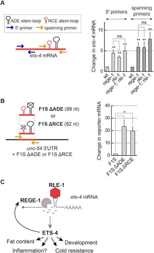RLE-1 is crucial for REGE-1-mediated RNA cleavage. (A) The ets-4 mRNA fragments spanning the REGE-1 cleavage site are as abundant in the absence of REGE-1 as in the absence of RLE-1. Left: schematic representation of the ets-4 3′-UTR and RT–qPCR primers designed to amplify fragments upstream (blue arrows) or spanning (orange arrows) the REGE-1 cleavage site. Right: the levels of ets-4 mRNA were measured, by RT–qPCR, in animals of the indicated genotypes. Strains used: wt, rege-1(rrr13), rle-1(rrr44) and rege-1(rrr13); rle-1(rrr44) double mutants. The mRNA levels were normalized to the levels of tbb-2 (tubulin) mRNA. Bars represent the mean from six biological replicates (n = 6), error bars represent the SEM. Two-tailed P-values were calculated using unpaired Student t-test compared with the wt. ‘ns’ = not significant, **P ≤ 0.01. (B) The F1S reporter lacking either the ADE or the RCE SL is no longer degraded. Left: schematic representation of the unc-54 3′-UTR + F1S ΔADE or F1S ΔRCE, and the RT–qPCR primers designed to amplify fragment spanning the REGE-1 cleavage site (orange arrows). Right: the levels of F1S, F1S ΔADE and F1S ΔRCE reporter mRNAs were measured, by RT–qPCR. Bars represent the mean from three biological replicates (n = 3), error bars represent the SEM. Two-tailed P-values were calculated using unpaired Student t-test; lines above the bars indicate values that were compared. Error bars represent the SEM, *P ≤ 0.05. (C) The proposed model for REGE-1 and RLE-1 (R2)-mediated control of gene expression. Each RBP binds the ets-4 mRNA independently but the binding of both proteins is crucial for its decay. According to this model, ADE-recruited RLE-1 is essential for mRNA-associated REGE-1 to cleave the mRNA, leading to its destruction. Whether either protein binds to mRNA alone or in association with other proteins remains to be determined. The ets-4 mRNA seems to be the major REGE-1 target, as the expression of ETS-4 explains essentially all changes in gene expression (including up-regulation of rege-1 transcription) and phenotypes observed in rege-1(–) mutants (15).