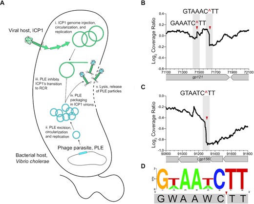 ICP1’s genome exhibits signs of cleavage when infecting PLE(+) V. cholerae. (A) Model of ICP1 infection in a PLE(+) V. cholerae: The viral host ICP1 injects its genome, triggering PLE excision and gene expression. Both ICP1 and PLE replicate their genomes initially, yet midway through infection PLE prevents a further increase in ICP1 genome copy and inhibits ICP1’s transition to RCR. PLE hijacks ICP1 structural proteins for packaging, and no ICP1 progeny is produced. Vibrio cholerae lyses ∼20 mpi releasing only PLE transducing particles. (B) Cleavage ratio PLE(+)/PLE(−) across ICP1’s genome position (x-axis) showing the most prominent putative cut site within ICP1’s gp121, with the two putative cut sites indicated by the red triangles and the nucleotides flanking the cut region above. The cleavage ratio is calculated as the average coverage of three biological replicates. (C) As in (B), but displaying the other most prominent cut region within ICP1’s gp156. Additional cut sites are summarized in Supplementary Figure S1A. (D) WebLogo displaying the consensus motif for cut sites in gp121 and gp156 with the cut site indicated by the red triangle.