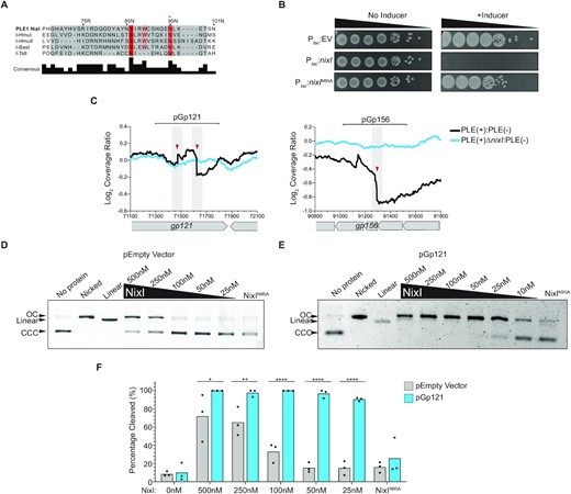 PLE encodes a nuclease, NixI, that cuts ICP1’s genome in vivo and in vitro. (A) MUSCLE alignment of the catalytic core of phage intron-encoded homing endonucleases including I-HmuI, where I-HmuI’s active site domain is highlighted in gray and residues that share >70% identity in orange/red. The red asterisk above 95N indicates the experimentally validated catalytic asparagine residue from I-HmuI (29). (B) Ten-fold dilution series of mid-log grown V. cholerae containing plasmids for inducible expression of nixI, nixI with the putative catalytic asparagine mutated to an alanine (N95A) or an empty vector control, spotted on plates +/− inducer. (C) Coverage ratios PLE(+)/PLE(−) and PLE(+)ΔnixI /PLE(−) across ICP1’s putative cleaved genes gp121 and gp156 as indicated in Figure 1. Brackets above indicate the regions cloned into plasmids and used as a DNA substrate for in vitro assays. (D) In vitro cutting by purified NixI at the concentrations indicated above the gel or 500 nM NixIN95A of empty vector plasmid, showing linearized or nicked plasmid controls. (E) As in (D), but showing cutting of pGp121. For (D) and (E), CCC = covalently closed circular DNA and OC = open circular DNA. (F) Densitometry measurements calculating the percent of substrate cleaved at different concentrations of NixI (concentrations indicated on the x-axis) or 500 nM NixIN95A of the empty vector plasmid or pGp121. Bar height is the mean and dots are measurements from independent assays. Asterisks indicate statistically significant differences between cleavage of the empty vector plasmid and pGp121 (*P < 0.0278, **P < 0.0079, ****P < 0.0001, where no asterisks are shown no difference was detected, two-way ANOVA, Sidak correction).