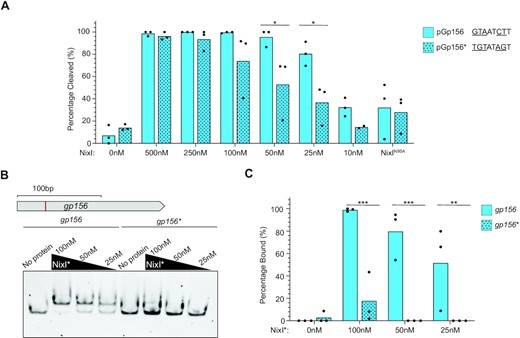 The consensus motif is required for NixI-mediated cutting and DNA binding. (A) Densitometry measurements calculating the percent of substrate cleaved from in vitro nuclease assays at different concentrations of NixI (concentrations indicated on the x-axis) or 500 nM NixIN95A of pGp156 (as shown in Figure 2C) or pGp156*, which are identical vectors except for the nucleotide substitutions made in the consensus motif indicated to the right. Bar height is the mean and dots are measurements from independent assays. Asterisks indicate statistically significant differences between cleavage of pGp156 and pGp156* (*P < 0.0332, where no asterisks are shown no difference was detected, two-way ANOVA, Sidak correction). (B) EMSAs using 100 bp probes internal to gp156 containing the GTAATCTT motif (top schematic, showing identified cut site in red) or the gp156* mutant derivative incubated with NixIN95A (NixI*) at the concentration indicated above the gel. (C) Densitometry measurements from three independent EMSAs showing NixIN95A (NixI*) binding to the wild-type or mutated gp156 probe. Bar height is the mean and dots are measurements from independent assays. Asterisks indicate statistically significant differences between binding of gp156 and gp156* (**P < 0.0021, ***P < 0.0002, where no asterisks are shown no difference was detected, two-tailed t-test, Sidak correction).