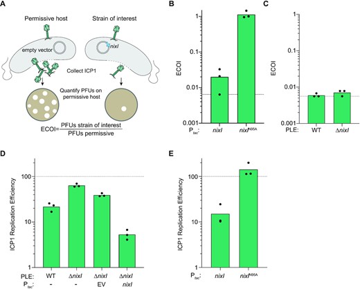 NixI is necessary and sufficient to inhibit ICP1 genome replication and sufficient to inhibit production of ICP1 progeny. (A) Schematic of the ECOI assay, where ICP1 produced by a single round of infection in a strain of interest (here, expressing nixI, on the right) is quantified as a ratio of the number of phages produced by a permissive host (left). (B) ECOI of ICP1 on PLE(−) V. cholerae expressing nixI or nixIN95A from a plasmid, relative to phage progeny produced from an induced empty vector control. The dashed line indicates where the progeny phage output is equal to the input phage. (C) ECOI of ICP1 in PLE(+) V. cholerae or PLE(+)ΔnixI relative to phage progeny produced from a permissive control. The dashed line indicates where the progeny phage output is equal to the input phage. (D) ICP1 replication efficiency in the PLE(+) strains indicated relative to infection of permissive PLE(−) V. cholerae harboring an empty vector control (dashed line) 20 mpi as assessed by qPCR. (E) ICP1 replication efficiency in PLE(−) V. cholerae pre-induced to express the gene indicated relative to infection of permissive PLE(−) V. cholerae harboring an empty vector control (dashed line) 20 mpi as assessed by qPCR. For (B)–(E), bar height displays mean and dots indicate independent biological replicates.