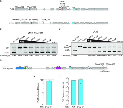 PLE is protected from NixI-mediated cleavage independent of sequence identity. (A) Gene maps of PLE2 and PLE10 showing instances of the consensus motif as red lines and the region cloned to create pPLE2, and the gene that encodes for identical amino acid identical NixI in blue. (B) In vitro cutting by NixI (concentrations indicated above the gel) or 500 nM NixIN95A of pMotif that contains only the 8 bp motif from gp156 (indicated above the gel) displaying the percent of cleaved substrate as the average of three independent assays and the standard deviation below the gel. CCC = covalently closed circular DNA; OC = open circular DNA. (C) As in (B), but showing cutting of pPLE2 and displaying linearized and nicked plasmid controls. (D) Gene map of engineered PLE1 where the region from ICP1’s gp121 shown to be cut in vivo and in vitro was cloned at the 3′ end of the integrated PLE. (E) Replication efficiency of PLE1 possessing ICP1’s gp121 region relative to the wild-type PLE (dashed line) 20 mpi as assessed by qPCR. (F) Transduction of wild-type PLE1 and PLE1 with the gp121 region. For (E) and (F), bar height is the mean and dots are measurements from independent assays.