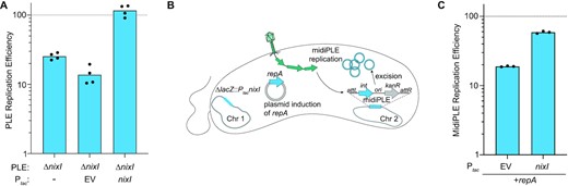 Expression of nixI is required for PLE replication and can augment replication of a minimal replicating PLE (midiPLE). (A) Replication efficiency of V. cholerae PLE mutant and complemented derivatives 20 mpi by ICP1 relative to replication of wild-type PLE (dashed line). (B) Model of midiPLE induction and replication during ICP1 infection. Plasmid-encoded repA, PLE’s essential replication protein (19) and chromosomally encoded nixI or an empty vector were pre-induced for 15 min prior to infection by ICP1. ICP1 infection triggers midiPLE excision from the V. cholerae chromosome and replication of midiPLE is detected by qPCR. (C) Replication efficiency of midiPLE in the presence and absence of nixI relative to wild-type PLE (dashed line) 20 mpi. For (A) and (C), bar height indicates mean and dots are independent biological replicates.