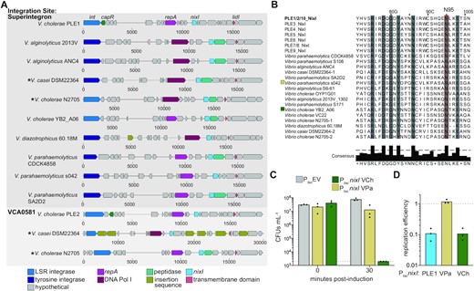 NixI homologs characterize an expanded family of putative phage parasites in Vibrio species. (A) Gene maps (scale below map displays relative nucleotide position) of putative phage parasites from vibrios, where homologs of functionally characterized genes from PLE1 (labeled top) are colored according to shared predicted function identified by PFAM domains or HHpred. Top: phage parasites integrated into the repeat regions of the superintegron; bottom: phage satellites integrated into vca0581, the integration site shared by PLEs 2, 7, 8 and 9. Asterisks are used to note where two similar phage satellites occur in different locations in the same genome. LSR = large serine recombinase. (B) MUSCLE alignment of NixI homologs, showing the experimentally determined catalytic asparagine from PLE1’s NixI (identical to NixI from PLEs 2 and 10) boxed in red (N95), and residues sharing >70% consensus shaded in gray. When more than one satellite was found in the same strain, they are differentiated by ‘-1’ or ‘-2’ after the strain name. (C) Cell viability as measured by CFU/ml of V. cholerae expressing nixI homologs from V. cholerae YB2_A06 (VCh) and V. parahaemolyticus s042 (VPa), plated prior to induction and 30 min post-induction. The dashed line indicates the limit of detection. (D) Same colors as in (C), showing ICP1 replication efficiency in strains pre-induced to express nixI homologs relative to V. cholerae harboring an empty vector control (dashed line) 20 mpi as assessed by qPCR. For (C) and (D), bar height displays mean and dots indicate independent biological replicates.