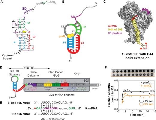Schematic of a model mRNA with Tte-riboswitch at its 5′-UTR to study translation initiation. (A) Structural map of the preQ1 translational riboswitch from Tte displayed with Leontis–Westhof notations (76). The SD sequence (purple) partially overlaps the P2 stem nucleotides (green). (B) Schematic diagram of the preQ1 bound riboswitch containing mRNA (termed R-mRNA) from T. tengcongensis (Tte). (C) Schematic representation of the mutated ribosome used here, containing a hairpin extension at the helix-44. The extension is hybridized with a dual-labeled complementary DNA oligonucleotide (red). Based on the structural information in Loveland et al. (77). (D) Schematic diagram of Tte R-mRNA and its expected occupancy in the mRNA channel of the 30S subunit during initiation, where +1 is the first nucleotide of the open reading frame. The mRNA channel representation is based on the structural information from (13). (E) Base-pairing interactions between the Shine-Dalgarno sequence of our Tte mRNA transcript and the 16S rRNA of E. coli or Tte. (F) Autoradiograph of a filter binding membrane measuring the efficiency of 30S–mRNA complex formation as a function of time at zero and 10 μM preQ1 concentrations (top). The resulting fraction of bound mRNA is plotted as a function of time (bottom).