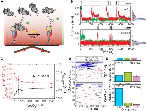preQ1-dependent 30S binding to R-mRNA at the single-molecule level. (A) Schematic representation of our SiM-KARB assay. 3′-Cy3 labeled R-mRNA molecules were immobilized on a slide surface. Repeated binding and dissociation of 30S subunit (dual-labeled with Cy5) was monitored through the co-localization of Cy3 and Cy5 fluorescence. (B) Representative R-mRNA+30 (green) and 30S (red) fluorescence intensity versus time trajectories and corresponding intensity histograms for a single R-mRNA+30 molecule in the absence (top panel) or presence (bottom panel) of preQ1. HMM idealizations to a two-state model (black, top) were plotted as a function of time. (C) 30S-binding (kon,slow, red) and dissociation (koff,slow; black) rate constants were determined from exponential fits of dwell times in the unbound and bound states, respectively, as a function of preQ1 concentration. The corresponding half-saturation (K1/2) values were determined by non-cooperative Hill equation fitting with Hill coefficients of −1 and +1, respectively. Error bars were obtained by bootstrapping the data as explained in Supplementary Information. (D) Rastergram of 100 randomly selected traces of 30S binding to individual R-mRNA+30 molecules in the absence (top panel) and presence (bottom panel) of preQ1. 30S binding events on R-mRNA+30 were represented in either red (short or standby events) or blue (long or cleft-accommodated events). (E) Histograms of the fractional bound time for which individual R-mRNA+30 molecules were occupied by 30S subunits in the absence (top) or presence (bottom) of preQ1. All 30S-bound R-mRNA+30 molecules were empirically ranked as low (<0.1 fractional bound time, cyan), mid (0.1 to 0.2 fractional bound-time, green), or high (>0.2 fractional bound time, pink) in 30S occupancy. N represents the total number of molecules included for each condition.