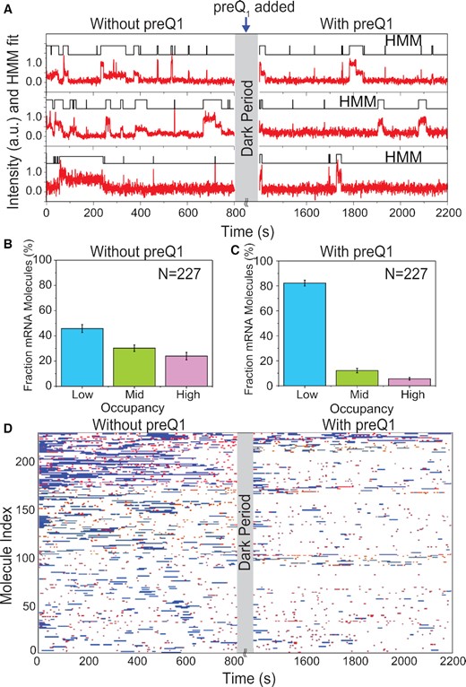 Single mRNA molecules undergo conformational switching upon introduction of preQ1 ligand in situ. (A) Exemplary single-molecule trajectories from non-equilibrium ligand-jump experiments composed of segments before and after the jump. 30S binding to the same set of individual R-mRNA+30 was monitored first in the absence of preQ1 (left, −preQ1), then in the presence of 1 μM preQ1 (right, +preQ1). The gray axis break represents a 600 s dark period between segments during which the buffer was exchanged. (B, C) Histograms of the fraction of time individual R-mRNA+30 molecules are bound by 30S before (B) and after (B) preQ1 is introduced. Most molecules shift towards lower occupancy upon introduction of preQ1. N, number of mRNA molecules. (D) Rastergram displaying the 30S binding behaviors of individual R-mRNA+30 molecules before and after introducing preQ1. 30S binding events on each R-mRNA+30 are represented in red (short or standby events) or blue bar (long or cleft-accommodated events).