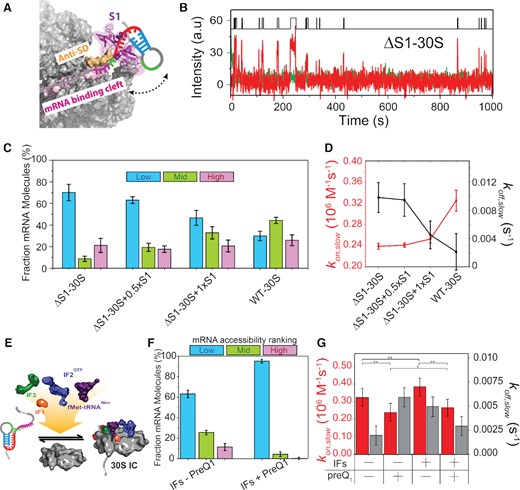 S1 mediates unfolding of the 5′-UTR to enhance and stabilize 30S binding. (A) Schematic of S1 mediated unfolding of the 5′-UTR of R-mRNA+30. Based on the structural information in Loveland et al. (77). (B) Representative R-mRNA+30 (green) and associated ΔS1–30S (red) binding time trajectory. An HMM idealization to a two-state model (black, top) is plotted as a function of time. (C) Histogram of the fractional bound time for individual R-mRNA molecules occupied by for depleted ΔS1–30S (N = 71), ΔS1–30S with 50% stoichiometric purified S1 (ΔS1−30S + 0.5×S1) (N = 122), ΔS1–30S with fully stoichiometric purified S1 (ΔS1–30S + 1 × S1) (N = 104), and WT-30S. (D) Corresponding binding (kon,slow, red) and dissociation (koff,slow, black) rate constants. Data for WT R-mRNA without preQ1 are shown for comparison. (E) Schematic of pre-initiation complex formation in the presence of initiation factors and initiator tRNA. (F) Histogram of the fractional bound-time for individual R-mRNA+30 in the presence of all initiation factors and fMet-tRNAfMet, in the absence (top) and presence (bottom) of preQ1. (G) Comparison of binding (kon,slow) and dissociation (koff,slow) rate constants in the presence or absence of initiation factors, fMet-tRNAfmet and preQ1, as indicated. Statistical significance was determined by Student's t-test as *P< 10–2; **P< 10–4.