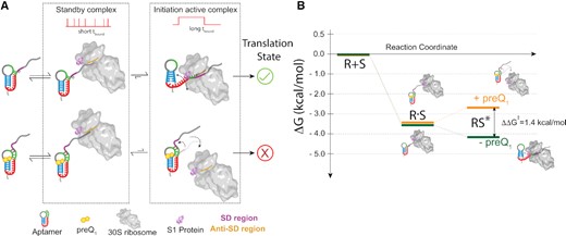 Model for the earliest stage of translation initiation in dependence of an embedded riboswitch structure. (A) Independent of the preQ1, the 30S dynamically interacts with the R-mRNA scanning for the RBS (and SD sequence) to facilitate translation initiation on the nascent mRNA. Short, transient 30S binding is categorized as standby binding, whereas long binding events represent mRNA accommodation with established SD:anti-SD interactions, required to initiate translation. In the absence of preQ1, the SD region is more accessible, favoring complete accommodation of the mRNA through correct SD:anti-SD interactions and more stable 30S binding. By contrast, in the presence of preQ1 the SD sequence is partially sequestered, leading to more standby site binding of the mRNA on the 30S subunit and to more frequently disrupted mRNA accommodation, both resulting in unsuccessful translation initiation. (B) Free energy diagram calculated from the 30S binding and dissociation rate constants to R-mRNA+30 in the absence or presence of preQ1. An energetic penalty of ∼1.4 kcal/mol for formation of the mRNA cleft accommodated complex derives from the dynamic unfolding of the 5′-UTR, necessary for a complete accommodation of the mRNA into the 30S subunit.
