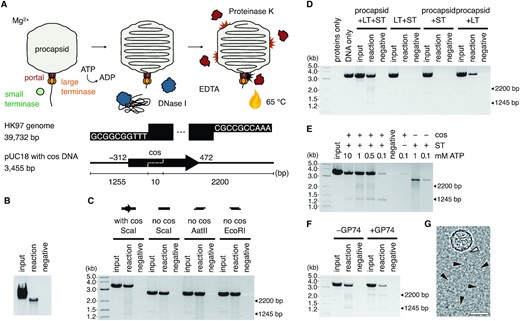 Reconstituting the HK97 DNA packaging system. (A) Schematic of the DNA packaging assay and DNA substrates. The HK97 genome boundary is defined by cos ends which contain 10-nt 3′-overhangs. A 784-bp region around the cos end (−312..+472, dashed line) was inserted into pUC18 plasmid DNA and the DNA linearized with ScaI. Under conditions of excess TerL and TerS proteins, ATP was added to initiate packaging of DNA through the portal complex of purified procapsids in solution. (B) Packaging of the HK97 genome. Input, reaction with no DNase treatment. Reaction, with DNase treatment. Negative, reaction with no ATP but with DNase treatment. Densitometric analysis of the background-corrected band intensity yielded a packaging efficiency estimate of 22–35% (n = 3). (C) Packaging of linear pUC18 DNA with or without cos DNA, with blunt (ScaI) or sticky ends (AatII, EcoRI). (D) Packaging of cos-containing DNA using different protein combinations (LT, large terminase; ST, small terminase). (E) ATP titration and stalling of the HK97 motor. (F) GP74-induced cleavage of the DNA substrate. Arrows in (C–F) indicate the two non-full-length fragments protected and the expected size of products after cleavage at the internal cos site of the linearized DNA substrate. (G) Cryo-EM micrograph of the reconstituted DNA packaging assembly. Scale bar = 50 nm. White arrowhead indicates a terminase assembly on the portal of the HK97 procapsid. Black arrowheads indicate the path of DNA emerging from the terminase assembly.