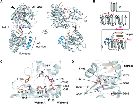 Crystal structure of the HK97 TerL. (A) Ribbon representation. Secondary structure elements unique to the HK97 protein are colored in red and blue. The conserved β-hairpin of viral terminase nucleases is colored in beige. The putative ATPase and nuclease active sites, depicted in (C) and (D), are indicated with a black and white arrowhead, respectively, with important residues shown as sticks. (B) Topology diagram of the HK97 protein. The location of the Walker A, B residues, and aspartate residues in the nuclease active site are marked. Close-up view of the (C) ATPase and (D) nuclease active sites.
