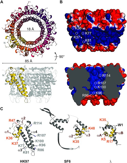 Crystal structure of the HK97 TerS. (A) Ribbon representation of the TerS oligomer, with residues 21–124 displayed. No electron density was observed for residues 1–20 and 125–161. (B) Solvent-accessible surface of the TerS oligomer, colored by electrostatic potential from −1 to 1 kT/e. White circles indicate the location of solvent-accessible positive residues. (C) Comparison of subunit structure with pac phage SF6 GP1 (PDB 3ZQQ) and cos phage lambda gpNu1 (PDB: 1J9I). Putative DNA-binding helix-turn-helix motifs are colored in yellow. Residues important for DNA binding in SF6 and lambda are displayed as sticks. Corresponding residues in the HK97 TerS are indicated with orange text.
