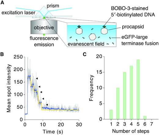 Photobleaching step analysis to determine TerL stoichiometry in the HK97 DNA packaging assembly. (A) BOBO-3-stained 5′-biotinylated DNA was pre-incubated with procapsids, TerS and GFP-labelled TerL protein. ATP was added to initiate translocation and chased with ATP-γ-S. The complex was immobilized on a streptavidin-coated surface for visualization by total internal reflection fluorescence microscopy. GFP, λex/λem = 488 nm/509 nm. BOBO-3, λex/λem = 570 nm/602 nm. (B) GFP fluorescence trace of one protein spot that co-localized with DNA. (C) Number of photobleaching steps observed for protein spots co-localizing with DNA (n = 65), which indicated an upper limit of 5 TerL subunits.