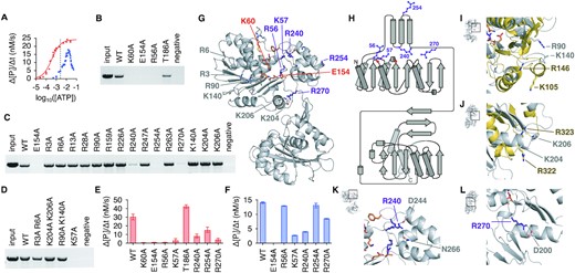 Critical residues for HK97 TerL ATPase activity and DNA translocation. (A) ATP hydrolysis rates, based on inorganic phosphate release, of free TerL (blue) and TerL in the presence of DNA, TerS and procapsids (red) as a function of ATP concentration. Fitting of the Hill equation suggested a Vmax of 22.7 nM/s, Km of 0.32 mM and n of 1.4 for TerL in the DNA packaging assembly. The average physiological ATP concentration, 1.5 mM (84), is indicated with a dotted line. (B–D) DNA packaging by ATPase alanine TerL mutants. (E) ATPase activity of mutant TerL in the presence of DNA, TerS and procapsids at 1 mM ATP concentration. The mean and range of three initial rate measurements are reported for each condition. (F) ATPase activity of free mutant TerL at 10 mM ATP concentration. (G) Ribbon representation of the HK97 TerL structure with ATPase active site residues indicated in orange, and other catalytically important arginine or lysine residues purple. (H) Topology diagram with the same residues marked. Superposition of the HK97 structure with (I) the trans-acting residues of the phi29 packaging ATPase (gold, PDB 7JQQ) and (J) the arginine finger of NTP-binding domain 1 of Thermus thermophilus AAA+ ATPase ClpB (gold, PDB 1QVR). (K, L) Side-chain interactions involving residues R240 and R270, respectively.