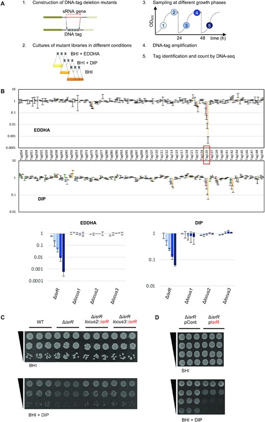 S. aureus IsrR sRNA is required for optimal growth when iron is scarce. (A) Experimental protocol scheme to select mutants with altered fitness in media containing iron chelators. (B) Evolution of mutant proportions in libraries (for composition, see Supplementary Table S4) grown in the presence of EDDHA 0.7 mM or DIP 1.25 mM normalized to the same libraries grown in the absence of iron chelators. Error bars indicate the standard deviation from three independent libraries. Upper parts; data with the complete 48 mutant libraries. Tag135 corresponding to the isrR mutant is highlighted by a red box. For Tag/mutant correspondence, see Supplementary Table S1. Note that Tag145 and Tag149 are in a single strain, which corresponds to a double mutant (ΔsprX2 ΔsprX1). Lower parts, selected data (enlargement): ΔisrR and three other tagged regions are shown. Loci 1, 2 and 3 correspond to tag insertions in non-transcribed regions expected not to affect bacterial growth. Histogram color code corresponds to sampling time color code from (A). (C) ΔisrR growth defect in iron-depleted media is complemented by an isrR ectopic chromosomal copy. For strain constructions see Supplementary Table S1 and Supplementary Figure S2A. Plating efficiency of indicated strains on BHI medium without (upper panels) or with (lower panels) DIP 1.25mM. Three independent biological clones are shown for each strain. For results with EDDHA, see Supplementary Figure S2C. (D) Multicopy isrR is toxic in iron-depleted media. Experiments were performed as for Figure 1C. pCont, pCN38; pIsrR, pCN38-IsrR. For strain and plasmid constructions see Supplementary Tables S1 and S2.