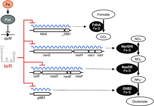 IsrR control of dissimilatory nitrate reduction. isrR is Fur-regulated. Its expression is induced in iron-free growth conditions. IsrR base pairs to SDs of mRNAs encoding components of formate dehydrogenase, nitrate reductase, nitrite reductase and glutamate synthase, thus preventing translation of the encoded iron-sulfur containing enzymes and nitrate dissimilatory reduction.