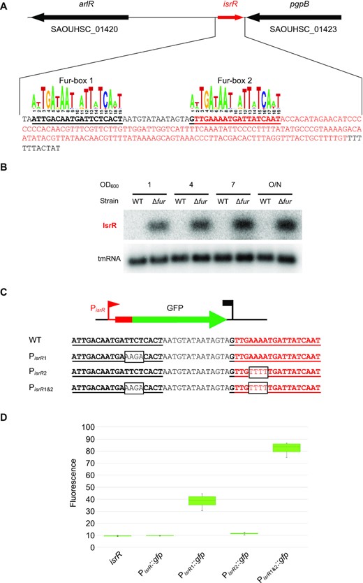 isrR is regulated by Fur. (A) isrR genetic locus. The transcribed region is in red. For isrR 3′-5′RACE mapping results, see Supplementary Figure S3A. Predicted Fur boxes are bold and underlined. The staphylococcal Fur box consensus is taken from the RegPrecise database (30). (B) Northern blot experiment with HG003 and its fur derivative sampled at the indicated OD600 and probed for IsrR and tmRNA (control) (n = 2). (C) isrR Fur box sequence (WT) and its mutant derivatives (PisrR1, PisrR2 and PisrR1&2). Mutations altering the Fur boxes are shown in black boxes. (D) Fluorescence of transcriptional fusions placing gfp under the control of the isrR promoter and its mutant derivatives (as indicated) measured by flow cytometry, (n = 5). The first strain indicated ‘isrR’ is a control strain in which the isrR gene is not fused to gfp.