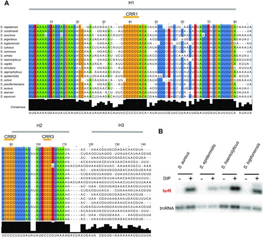 isrR is conserved and Fur-regulated within the Staphylococcus genus. (A) Sequence conservation. The alignment was obtained using LocARNA (31) with isrR sequences from indicated strains generated by GLASSgo (28) as inputs. 80% conserved nucleotides within the tested sequences are colored (green, A; blue, U; red, G; ocher, C). Sequences shown are limited to the three first stem-loops (H1 to H3). There is poor nucleotide sequence conservation for H3 and the transcriptional terminator. Three C-rich regions are indicated (CRR1 to CRR3). (B) Northern blot probed for IsrR in S. aureus HG003, S. epidermidis ATCC 12228, S. haemolyticus JCSC1435, and S. ludgunensis N920143. Bacteria were grown in BHI or BHI supplemented with DIP 1.25 mM and were withdrawn at OD600 1 (n = 2).