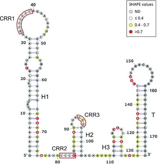 IsrR secondary structure model obtained using IPANEMAP. IsrR was probed with 1M7 at 37°C in 40 mM HEPES pH 7.5, 150 mM KCl with/without 5 mM MgCl2. White: low reactivity to 1M7, yellow: moderate reactivity, red: high reactivity. Nucleotides in grey denote undetermined reactivity. Specific regions of the IsrR structure are indicated: Three stem–loop structures (H1 to H3), a rho-independent transcription terminator (T), and three C-rich regions (CRR1 to CRR3).