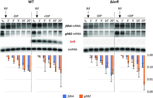 Stability of fdhA and gltB2 mRNAs is not significantly affected by IsrR. HG003 (left panel) and its isogenic ΔisrR derivative (right panel) were grown in rich medium with or without the addition of DIP (as indicated). At t0, rifampicin (Rif) was added to the growth medium. Cultures were sampled at t0, 1, 3, 5, 10 and 20 min after addition of rifampicin, total RNA was extracted, and the amounts of fdhA mRNA, gltB2 mRNA, tmRNA (loading control), and IsrR were assessed by Northern blot. Histograms show the quantification of fdhA and gltB2 mRNAs normalized to t0 from two rifampicin assays as shown in the upper panel. Vertical axis, arbitrary units. Error bars indicate the standard deviation from two independent experiments (n = 2).