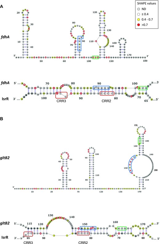 Secondary structure models for fdhA and gltB2 5′UTR alone or in interaction with IsrR. Top panels: Secondary structure model obtained with IPANEMAP for fdhA (A) and gltB2 (B) 5′UTRs using 1M7 reactivity as constraints. Nucleotides are coloured according to their reactivity in the absence of IsrR with the indicated colour code. ND, not determined. Bottom panels: model for interaction between IsrR and fdhA (A) and gltB2 (B) mRNAs based on changes in reactivity in the presence of IsrR. mRNA Shine-Dalgarno sequence is shown in a blue rectangle and the start codon in a green rectangle; IsrR C-rich regions are shown in red rectangles.