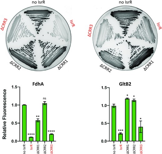 Translational down-regulation by IsrR and the CRR contribution. Leader fusions between the first codons of fdhA or gltB2 and GFP were constructed (Supplementary Figure S9 and Table S2). The cloned fragments include the interaction regions with IsrR as described (Figure 6). HG003 ΔisrR derivatives with either a control plasmid (no IsrR; pRMC2ΔR), or plasmids expressing IsrR (pRMC2ΔR-isrR), IsrRΔCRR1 (pRMC2ΔR-isrRΔCRR1), IsrRΔCRR2 (pRMC2ΔR-isrRΔCRR2), IsrRΔCRR3 (pRMC2ΔR-isrRΔCRR3) were transformed with each engineered reporter gene fusion. Translational activity from the reporters in the presence of the different isrR derivatives were evaluated by fluorescence scanning of streaked clones on plates (n = 3). Fully active IsrR derivatives are shown in red. Translational activity of the reporter genes with the different isrR derivatives was also determined in liquid culture. Fluorescence of the strains was measured in 6 h cultures using a microtiter plate reader. Results are normalized to 1 for each fusion with the control plasmid. Error bars indicate the standard deviation from three independent experiments (n = 3). Statistical analyses were performed using a t-test with Welch's correction: **** represents P-value < 0.0001, *** represents P-value of 0.0003, ** represents P-value of 0.0029, * represents P-value between 0.0111–0.0184.