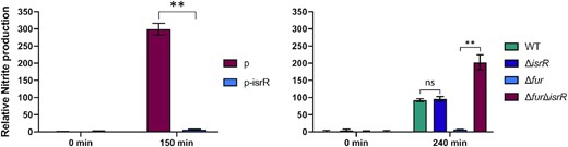 IsrR controls nitrite production. IsrR prevents nitrate conversion to nitrite. Strains were grown in anaerobic conditions for two hours and nitrate (20 mM) was added to cultures. Growth media: left panel, BHI; right panel, TSB. TSB medium was used here since we observed that Δfur mutants grow poorly in BHI under anaerobic conditions. Samples for nitrite measurement were withdrawn at times 0 and 150 (left panel) or 240 min (right panel) upon nitrate addition. p, pRMC2ΔR; p-IsrR, pRMC2ΔR-IsrR. Histograms represent the relative nitrite concentration (Griess assay, OD540) normalized to the bacterial mass (OD600). Results are normalized to 1 for ΔisrR p (left panel) and WT (right panel) samples prior to nitrate addition. Error bars indicate the standard deviation from three independent experiments (n = 3). Statistical analyses were performed using a t-test with Welch's correction: ** represents P-value between 0.001–0.004; ns, non-significant.