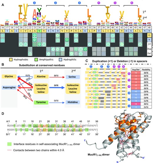 Identification of key residues and their spacers in NTD involved in self-association. (A) The yeast-two-hybrid assay of MucR1(1–56) derivatives (the same fragments were cloned in AD and BD). The HMM logo is based on 2201 MucR/Ros homologs in the Pfam database (871 species). The key residues (1st) were substituted by G, N or the secondly conserved residue (2nd). ‘Dup’, duplication; ‘Del’, deletion. Six spacers between conserved branched-chain Ile/Val/Leu are indicated by blue and purple numbers. (B) Summary for proteins with substitutions at conserved residues. Red and blue arrows represent loss and maintenance of self-association ability, respectively. (C) Summary for proteins with duplication (+1) or deletion (−1) of the same residue ‘X’ in spacers. (B, C) The numbers in brackets (x/y) indicate x out of y test proteins maintained self-association ability. (A–C) Hydrophobic, amphipathic, and hydrophilic residues are indicated in different colors. (D) MucR1NTD dimer predicted by Alphafold2. Orange, conserved residues. Side chains of conserved residues and/or interface residues (ΔASA > 1.0) are shown in stick mode. ΔASA, changes in accessible surface area.