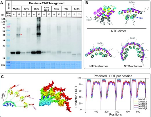 In vivo cross-linking assay of MucR1 and its derivatives, and predicted homo-multimers of MucR1. (A) Late log phase cultures (OD600= 1.2) were subject to cross-linking by glutaraldehyde for 15 min and resolved by SDS-PAGE. The anti-FLAG antibody was used to detect MucR1 and its derivatives (substitutions and deletions). Samples were normalized by bacterial OD600. *, red asterisk indicates dimer. (B, C) Predicted protein structure of homo-multimers of the NTD (B) or homo-tetramer of full MucR1 (C) by Alphafold2. Structure for the top 1 model is shown (based on local-distance difference test; Supplementary Figure S1 for details). The color scheme in (B). Blue, Y24; yellow, conserved branched-chain residues; cyan, spacers ID1-3; magenta, spacers ID4-6. Low complex linker region is indicated in (C).