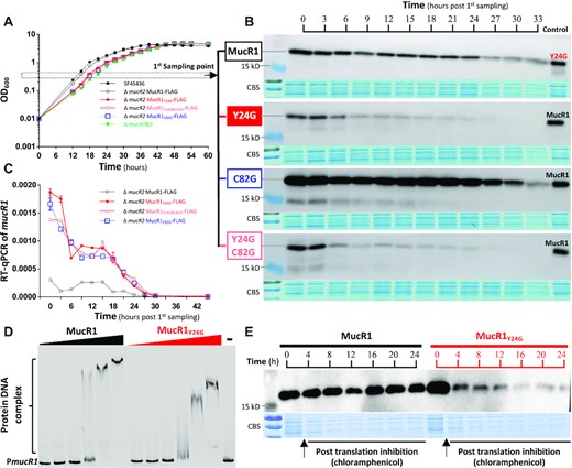 Post translation stability of MucR1 depends on its NTD. (A) Growth curves of test strains. (B) Dynamic protein levels of MucR1 and its derivatives. The 1st sampling point is indicated in (A). (C) Dynamic transcription levels of mucR1 and its derivatives (relative to 16S rRNA gene). Error bars represent SD of three biological replicates. The 1st sampling is indicated in (A). (D) EMSA showing impaired bandshift of the PmucR1 (the promoter of mucR1) in the treatment of MucR1Y24G compared to MucR1. The PmucR1 probe, 12.3 nM. Protein concentration: 0.5, 1.5, 4.5, 13.5, 27 and 54 μM. ‘–’, 0 μM. (E) Protein stability assay of MucR1 and MucR1Y24G in the ΔmucR1 mutant carrying pBR-MucR1-FLAG or pBR-MucR1Y24G-FLAG post translation inhibition by chloramphenicol treatment of mid-log phase culture (OD600 = 0.8).