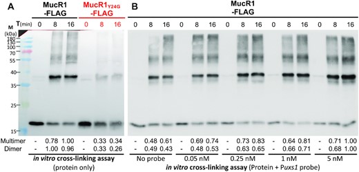 In vitro self-association of MucR1 depends on NTD and enhanced by target DNA. (A) In vitro cross-linking assay of MucR1-FLAG and MucR1Y24G-FLAG. (B) In vitro cross-linking assay of MucR1-FLAG with various concentrations of DNA probe Puxs1. The numbers below the picture refer to the quantified band intensity values of dimers or multimers in each lane. Multimers of different oligomerization levels were collectively quantified.