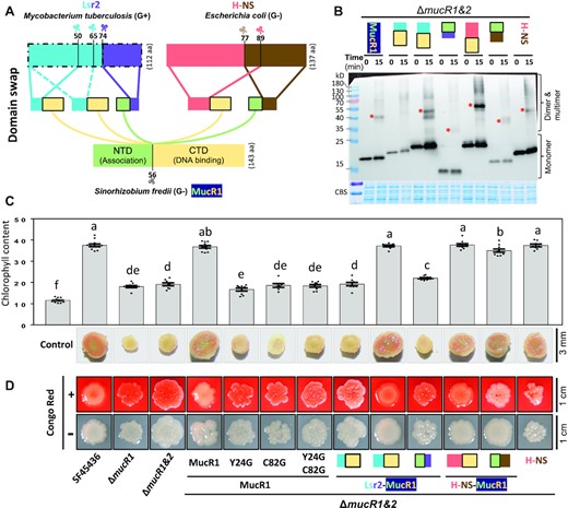 Convergent xenogeneic silencers can rescue symbiotic defects of the ΔmucR1&2 mutant. (A) Schematic diagram of domain swap among convergent xenogeneic silencers Lsr2, H-NS and MucR1. (B) In vivo cross-linking experiment of the ΔmucR1&2 mutant derivatives carrying MucR1-FLAG, Lsr2(1–50)-MucR1CTD-FLAG, Lsr2(1–65)-MucR1CTD-FLAG, MucR1NTD-Lsr2(74–112)-FLAG, H-NS(1–89)-MucR1CTD-FLAG, MucR1NTD-H-NS(77–137)-FLAG or H-NS-FLAG. (C) Symbiotic performance of the ΔmucR1&2 mutant derivatives on wild soybean plants. Leaf chlorophyll content and vertical section of nodules are displayed. Different letters indicate significant differences between means (mean ± SEM; ANOVA followed by Duncan's test, alpha = 0.05) of 7–12 plants. (D) Colony phenotypes of test strains on MOPS-buffered MM medium with or without Congo Red.