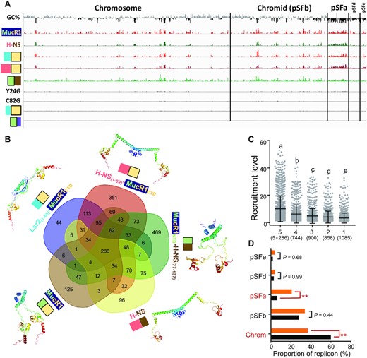 ChIP-seq of the ΔmucR1&2 mutant derivatives harboring convergent xenogeneic silencers. (A) ChIP-seq analysis showing recruitment levels of MucR1-FLAG, H-NS-FLAG, Lsr2(1–65)-MucR1CTD-FLAG, H-NS(1–89)-MucR1CTD-FLAG, MucR1NTD-H-NS(77–137)-FLAG, MucR1Y24G-FLAG, MucR1C82G-FLAG, Lsr2(1–50)-MucR1CTD-FLAG, or MucR1NTD-Lsr2(74–112)-FLAG in the ΔmucR1&2 mutant derivatives. The pooled ChIP-seq data from three independent biological replicates (Supplementary Figure S10) are shown. GC% below (black) and above (gray) the genome average is indicated (window size 5000 bp). (B) Venn diagram showing the number of ChIP-seq peaks specific to each silencer or shared by different silencers. Predicted protein structures of homo-dimer by Alphafold2 are shown (the top 1 model based on local-distance difference test). (C) Silencer recruitment levels of ChIP-seq peaks specific to one strain (1) or shared by different strains (2–5). The number of peaks is shown in brackets. Different letters indicate significant differences between medians (Dunn's test, α = 0.05). Error bars represent SD of mean. Results for individual strains are shown in Supplementary Figure S11. (D) Enrichment analysis of 286 common peak-associated genes regarding replicons. Orange and black bars represent proportions of common peak-associated genes and genome size, respectively. Significant enrichment/depletion is indicated (**P value < 0.01; chi-square test).