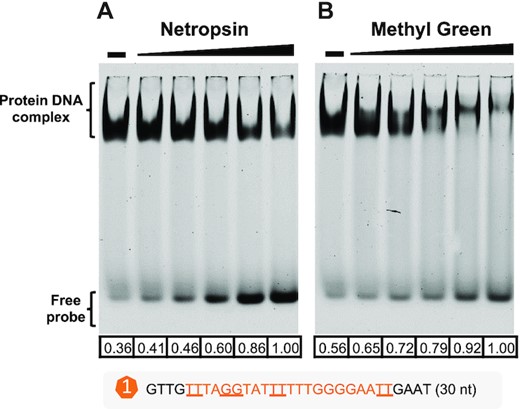 EMSA showing that MucR1 binds both minor and major grooves of DNA. Release of free probe from MucR1–DNA complex by minor-groove binding reagent netropsin (A) or major-groove binding reagent methyl green (B). Netropsin/methyl green concentration: 10, 20, 40, 80, 160 nM; ‘–’, 0 nM. MucR1 concentration: 10 μM; DNA probe harboring motif_a1 of Puxs1: 10 nM. The numbers below each lane refer to quantified band intensity values of free probes that were calculated by Evolution-Capt Edge software.