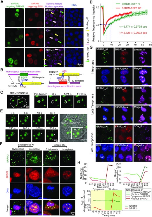 SRRM2 is responsible for organizing nuclear speckles. (A) Representative images of SRRM2, SON, or SRRM1 immunofluorescence staining upon single knockdown of SRRM2 (green cells and arrows), SON (red cells and pink arrows), or SRRM2/SON double knockdown (green and red, yellow arrows) in HEK293T cells (experimental design in Figure S1A). (B) Schematic of the experimental design of SRRM2-EGFP and SRSF2-mCherry knock-ins by CRISPR/Cas9 system. (C) Representative images of FRAP experiments on knock-in EGFP-SRRM2 in HEK293T cells. (D) Fluorescence recovery curve of the FRAP experiment of either knock-in or overexpressed EGFP-SRRM2 with relative fluorescence intensity of EGFP-SRRM2 plotted against time. (E) Live-cell images of two fusion events (arrowheads) among three SRRM2 condensates. Two condensates fused at 5 s, and the formed liquid condensate fused with another one at 140 s. See Video 1. (F) Live-cell imaging 3D reconstruction showing the distribution of SRRM2-EGFP and SRSF2-mCherry at cytokinesis or interphase stage, in either double knock-in (KI) cells or ectopic overexpression (OE) through co-transfection, all in HEK293T. (G) Immunofluorescence staining on fixed double knock-in cells showing the distribution of SRRM1 and SON in late telophase and interphase. (H) Number and size of condensates of SRRM2 or SRSF2 in cytoplasm or nucleus, and ratio of dissolved/condensed SRRM2/SRSF2 in cytoplasm or nucleus at different cell cycle stages by 4D live-cell imaging (Figure S1F and Video 2). Images are representative of at least three independent experiments.
