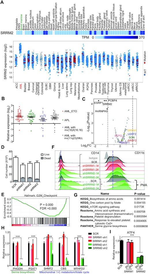 SRRM2 is associated with acute myeloid leukemia. (A) Expression of SRRM2 mRNA in human normal tissues (upper heatmap) and cancers (lower graph). The normal tissues display SRRM2 expression from 0 to 370 Transcripts per Million (TPM), to show that SRRM2 was expressed at roughly the same level in most human normal tissues including bone marrow (highlighted in green) (data from The Human Protein Atlas). SRRM2 mRNA levels in cancers (after log2 transformation) show a specific upregulation in AML bone marrow when compared to other tumor or cancers (data from TCGA Research Network: https://www.cancer.gov/tcga). The increased SRRM2 expression in AML is not due to point mutations (very few red dots indicating samples with SRRM2 mutations). (B) Expression analyses on patient samples showing SRRM2 upregulation in bone marrow from different types of AML (data from BloodSpot) (57). (C) Volcano plot showing log2 fold change (log2FC) of RNA expression of splicing factors between knockdown and control in THP-1. We marked out with black color the significantly changed (log2FC > 1, q-value < 0.05) splicing factors, and representative splicing factors with other colors. (D) Numbers of live/dead cells upon SRRM2 knockdown in THP-1 cells. We cultured 3000 virus-infected cells (72 h) for 2 days before counting cells. (E) GSEA analysis showing that knockdown of SRRM2 influenced G2M checkpoint. We compared gene expression of SRRM2 knockdown to scramble control, based on RNA-seq data. P-value = 0.0000, FDR = 0.0000. We used hallmark gene sets and gene ontology (GO) gene sets for this analysis. (F) FACS assay for detection of the THP-1 surface expression of CD14 and CD11b following shRNA mediated knockdown of splicing factors, without or with PMA treatment (10 ng/ml for 48 h). (G) Pathway analysis by KEGG, Reactome, and PANTHER showing that SRRM2 knockdown downregulates one carbon metabolism (serine metabolism) pathways. (H and I) Gene expression validation by qRT-PCR showing significant downregulation of genes that govern serine biogenesis (PHGDH, PSAT1) and mitochondrial 1-C metabolism/folate cycle pathways (MTHFD2) (H) and their upstream transcription factor ATF4 (I), upon SRRM2 but not SRRM1 knockdown. Data are mean ± s.e.m. (n = 3 experiments). Statistical significance determined using one-way ANOVA test (*P < 0.05; **P < 0.01 and ***P < 0.001. ns: no significant difference).