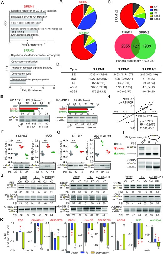 SRRM2 condensates maintain proper alternative splicing. (A) Gene Ontology of DASEs induced by SRRM1 or SRRM2 knockdown. (B) Splicing subtypes of DASEs induced by SRRM1 or SRRM2 knockdown. (C) Overlap and subtypes of SRRM1 and SRRM2 co-regulated DASEs. SE: skipped (cassette) exon; MXE: mutually exclusive exon; RI: Retained Intron; A5SS: alternative 5’ splice sites; A3SS: alternative 3’ splice sites. (D) Numbers of SRRM1 and SRRM2 regulated DASEs. We show for each splicing subtype the numbers of total, positive ΔPSI (enhanced inclusion or longer isoform) and negative ΔPSI (enhanced skipping or shorter isoform). (E) Two validation examples of SRRM1/SRRM2 co-regulated DASEs. Upper graph: PSI based on rMATS analysis. Lower gel: RT-PCR validation showing percentage of inclusion band. (F) Validation examples of SRRM1 (red) but not SRRM2 (green) DASEs. (G) Validation examples of SRRM2 (green) but not SRRM1 (red) DASEs. (H) Correlation of ΔPSI between RT-PCR validation and rMATS analysis of RNA-seq data. (I) Minigene experiment of SRRM2 targets FES and SH3BP2. We transfected either control or SRRM2 knockdown HEK293T cells with minigenes and visualized minigene splicing patterns via RT-PCR. DASEs (|ΔPSI|>0.1, FDR < 0.05). (J, K) DASE analysis by RT-PCR (J) and quantification of ΔPSI (PSI_KD – PSI_Ctrl) (K) upon SRRM2 knockdown and rescue with Control, Full-length (FL) SRRM2, or ΔUPRΔDPR. Red label: genes with splicing change caused by KD can only be rescued by FL; green label: targets rescued by both FL and ΔUPRΔDPR. Data are mean ± s.e.m. (n = 3 experiments). Statistical significance determined using one-way ANOVA test (*P < 0.05; **P < 0.01 and ***P < 0.001. ns: no significant difference).