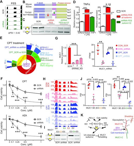 Alternative splicing of the SRRM2 targets FES and MUC1 regulates innate immunity and cell homeostasis. (A) SRRM2 regulates alternative splicing of FES. Map of reads: IGV software; PSI: rMATS analysis; Splicing validation by RT-PCR (Figure S5A). (B) Diagram of mouse and human FES domains including SH2 affected by alternative splicing in human only, and targeting shRNAs (green arrow showing shRNA targeting iso1/2, red arrow showing shRNA targeting all isoforms). Iso, isoform. (C) Isoform-specific knockdown effect of FES shRNAs. (D) Relative expression of TNFα and IL1β proinflammatory cytokines upon isoform-specific knockdown of FES in human macrophage-like THP-1 cells under LPS (1 ng/ml) for 6 h. To observe a stronger phenotype upon FES knockdown, we used a weak LPS stimulation with little effect on THP-1 inflammation. (E) Sunburst diagram showing the effect of CPT drug, and combined CPT plus SRRM2 knockdown on SRRM2 DASEs. (F) Cell viability analysis of THP-1 cells upon SRRM2 knockdown with either CPT or AZA treatment for 24 h. (G) Expression of MUC1 upon SRRM2 knockdown in THP-1, measured by RNA-seq or qRT-PCR. (H) RNA-seq analysis showing the reads and annotations of spliced exons of MUC1 upon SRRM2 knockdown and CPT treatment. (I) RT-PCR validation of the skipping of exons 3 or 4 upon SRRM2 knockdown. (J) PSI differences and statistical analysis of MUC1 exon 3 and 4 upon SRRM2 knockdown and combined treatment with CPT. (K) Graphic diagram showing SRRM2 regulates exon 4 skipping to modulate MUC1 shedding. MUC-N: N-terminal domain; MUC1-C: C-terminal domain; SEA: Sperm protein, Enterokinase and Agrin; GSVVV: cleavage site for proteases TACE or ADAM9; Glycosylation: protein modification. Shedding generates soluble MUC1, promoting cancer progression or regulating immune response. Data are mean ± s.e.m. (n = 3 experiments). Statistical significance determined using one-way ANOVA or two-way ANOVA (F) with Bonferroni correction for multiple comparison (*P < 0.05; **P < 0.01; ***P < 0.001. ns: no significant difference).