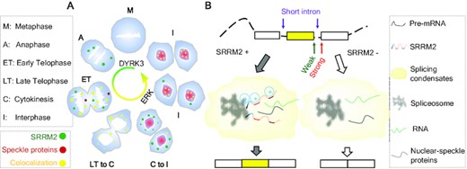 SRRM2-IDRs promote condensates to induce exon inclusion, while SRRM2 deficiency induces skipping. Splicing condensates maintain proper alternative splicing and innate immune homeostasis.